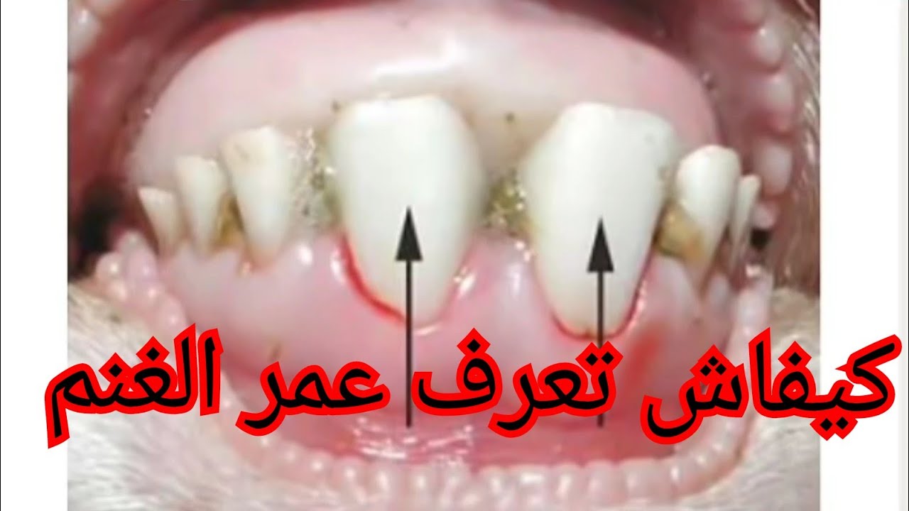 كيفاش تعرف عمر الغنم عن طريق الاسنان