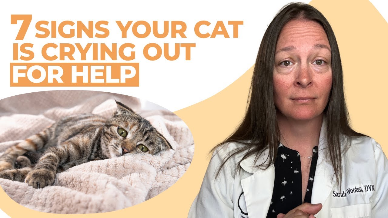 7 Signs Your Cat Is Crying Out for Help