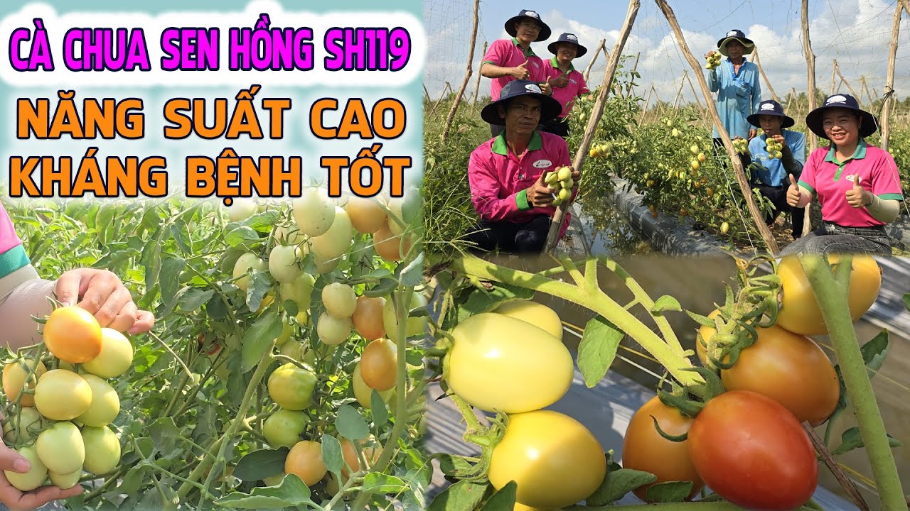 LỜI NHẮN NHỦ CỦA BÀ CON  TIỀN GIANG KHI TRỒNG GIỐNG CÀ CHUA SEN HỒNG SH119