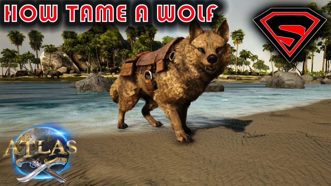 ATLAS HOW TO TAME A WOLF SOLO - ATLAS WOLF TAMING GUIDE AND TAMING TRAP