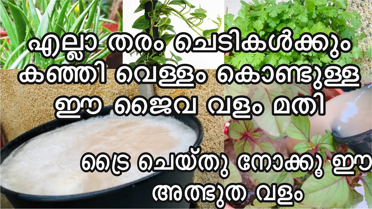 കഞ്ഞിവെള്ളം ഇതുപോലെ ചെടികൾക്ക് കൊടുക്കൂ ഏതു ചെടിയും തഴച്ചു വളർന്നു പൂക്കും| rice water fertilizer