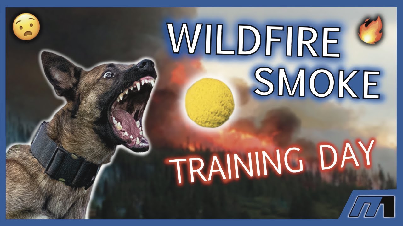 Vlog with Alex wildfire smoke