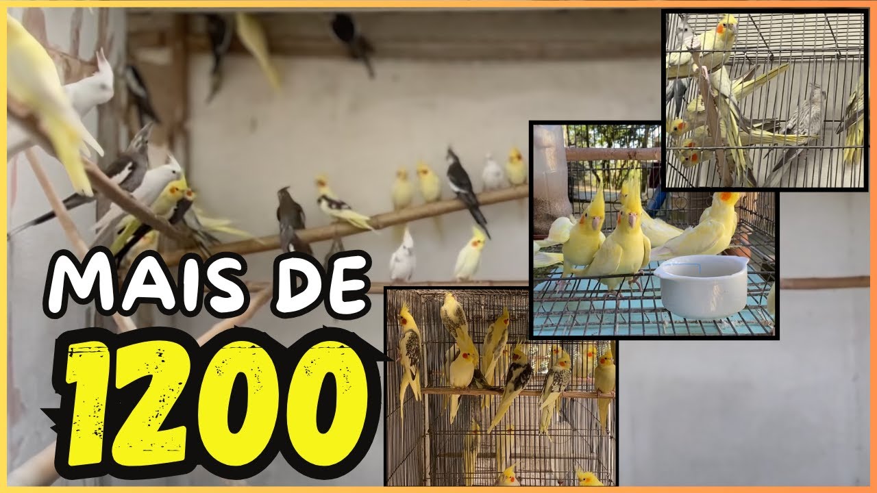 1200 CALOPSITAS! SERÁ O MAIOR CRIATÓRIO DO BRASIL?