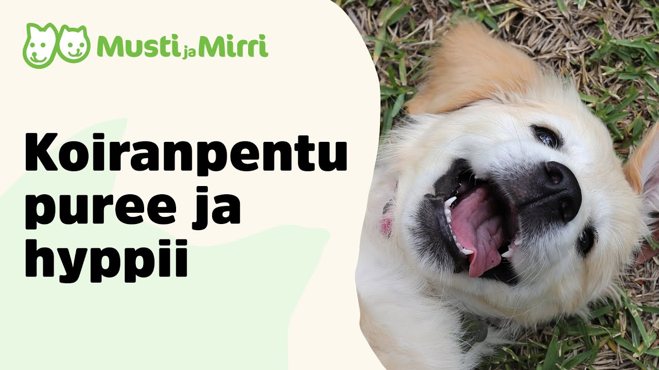 Koiranpentu puree ja hyppii