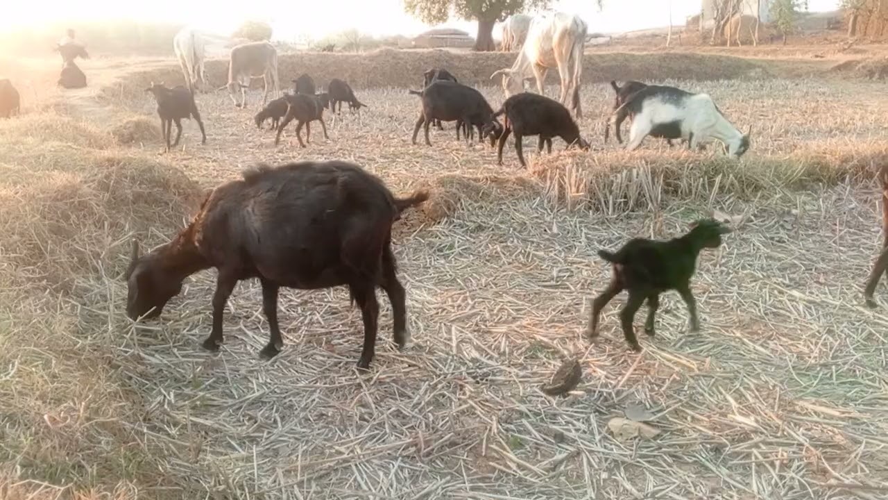 Villager goat and their grassing area /देहाती बकरी और चरागाह क्षेत्र 
