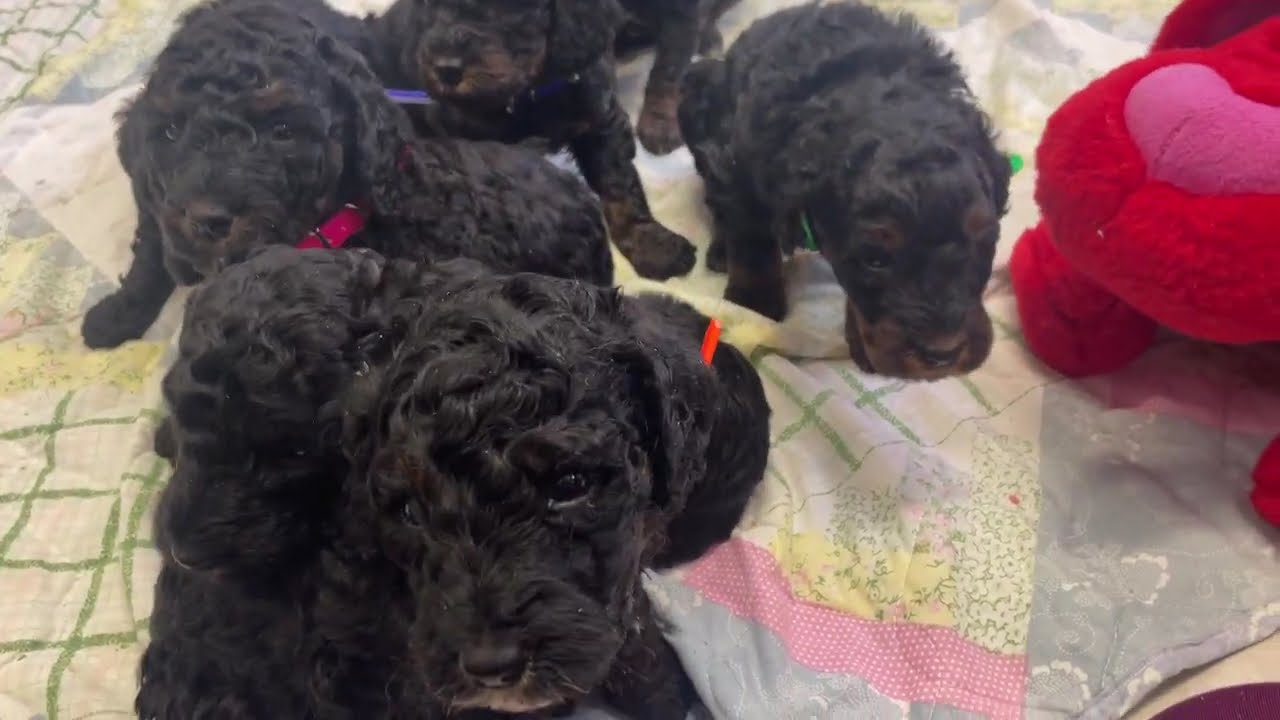AKC Moyen Poodle puppies for sale in Michigan