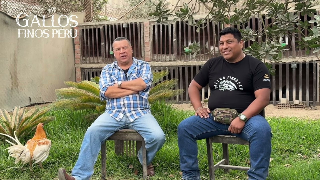 Entrevista al Sr. Miguel Valcárcel Valentín criador de Gallo Navajero Peruano - Gallos Finos Perú 