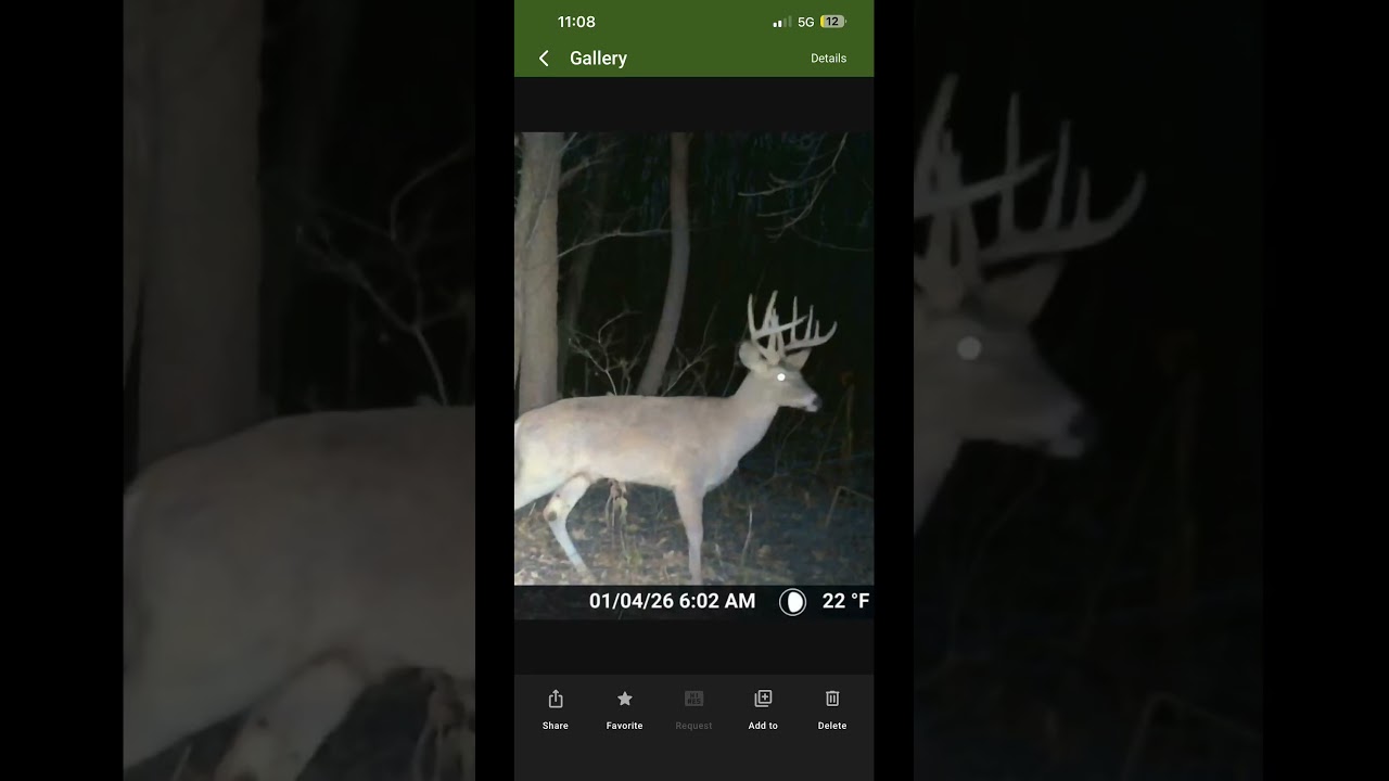 Monster buck alert! Beautiful 3 year old 