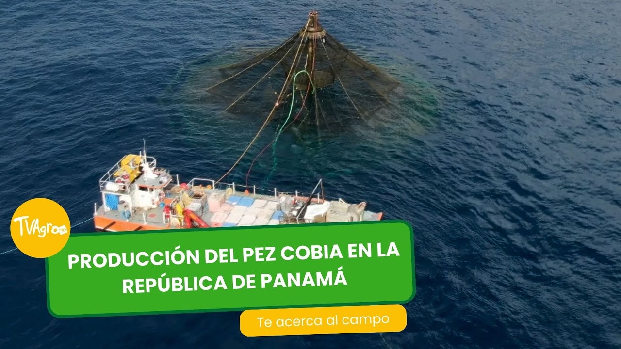 Producci&oacute;n del pez cobia en la Rep&uacute;blica de Panam&aacute;  - TvAgro por Juan Gonzalo Angel Restrepo