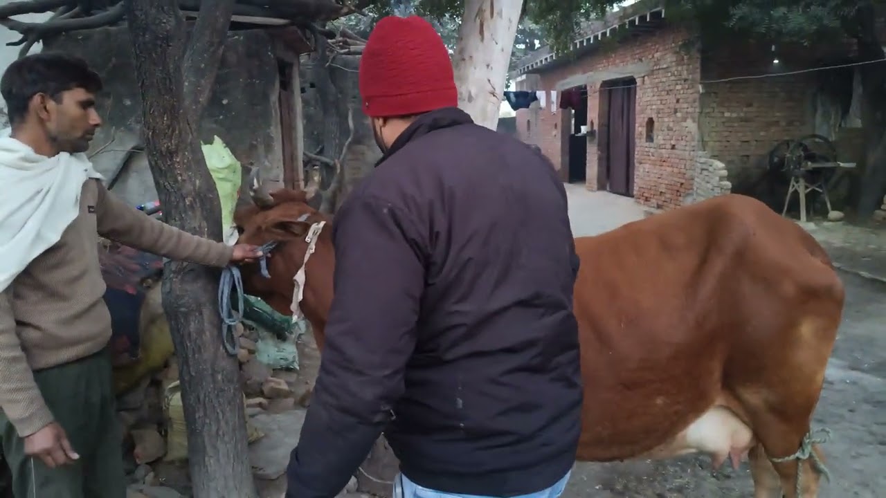 🙏देखो खली की 🐄 को हुआ thenela  रोग 🙏😊