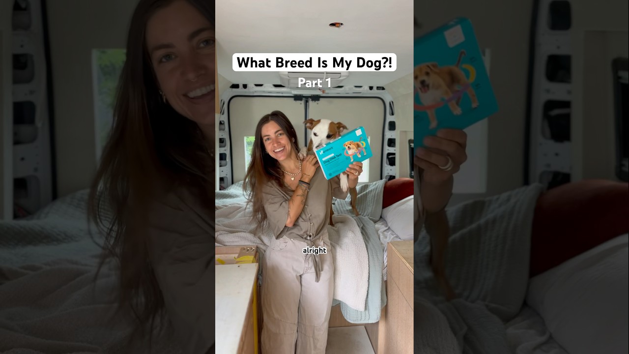 HELP! Guess her breed in the comments!! 