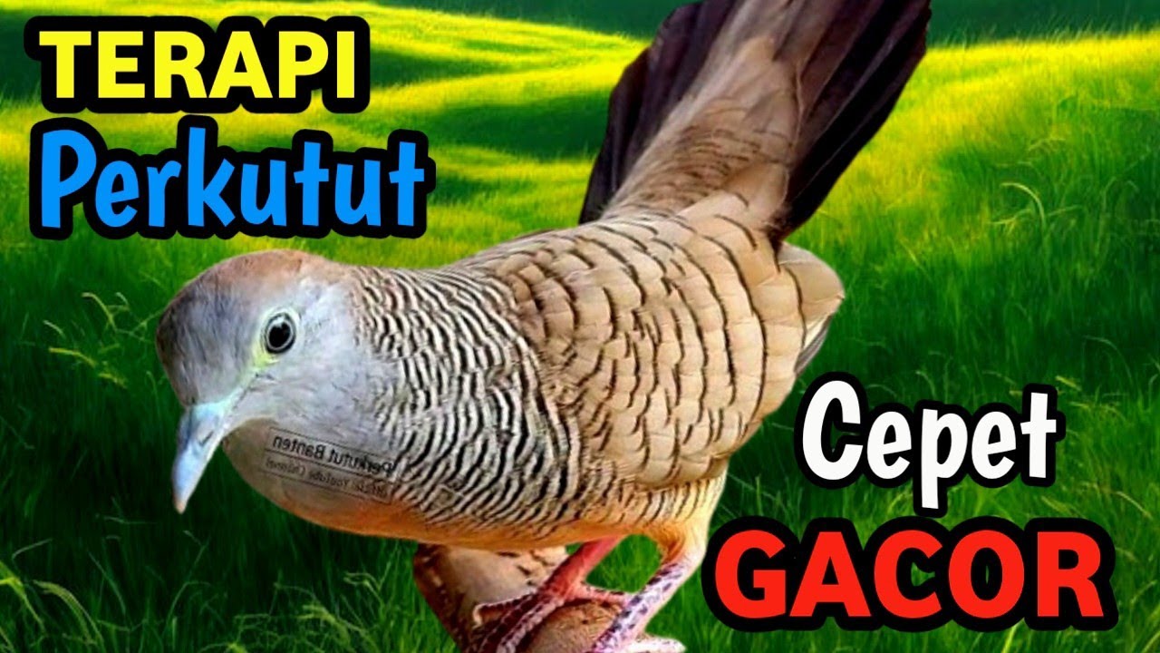 Masteran Perkutut Lokal Juara Kontes 🔥 | Natural River Flow Therapy Sound – Auto Gacor & Fokus