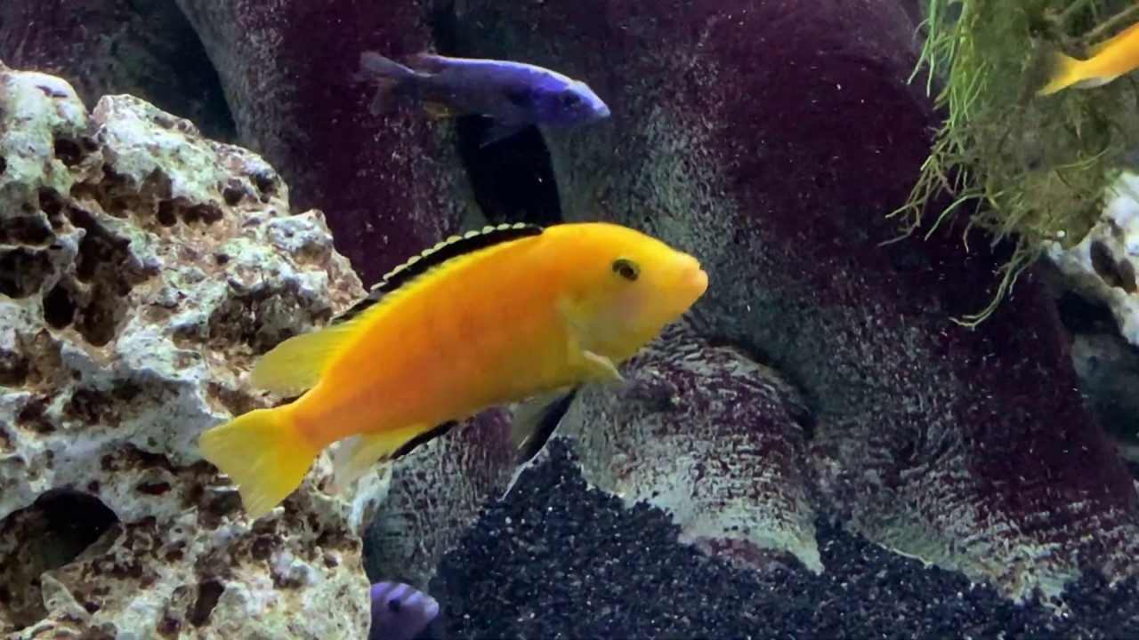 Malawisee Cichliden: #2019 Neuzugang Labidochromis caeruleus! Yellow  Malawi Mbuna Cichlid
