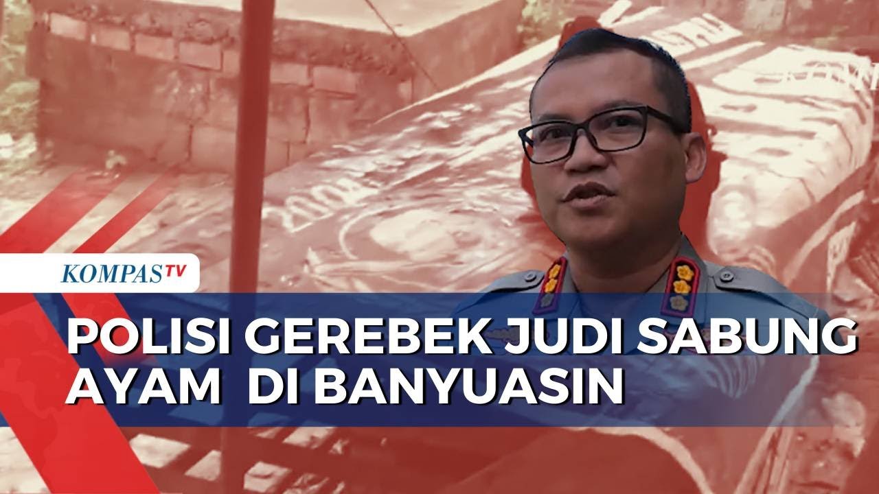 Judi Sabung Ayam di Banyuasin Digerebek Polisi, 10 Orang Ditangkap | BORGOL