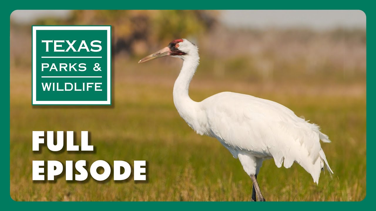 PBS Show - Whooping Crane Festival & More
