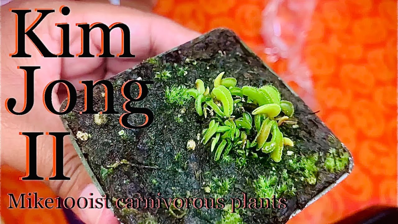 Unboxing Dionaea Muscipula Venus Flytrap Kim Jong II