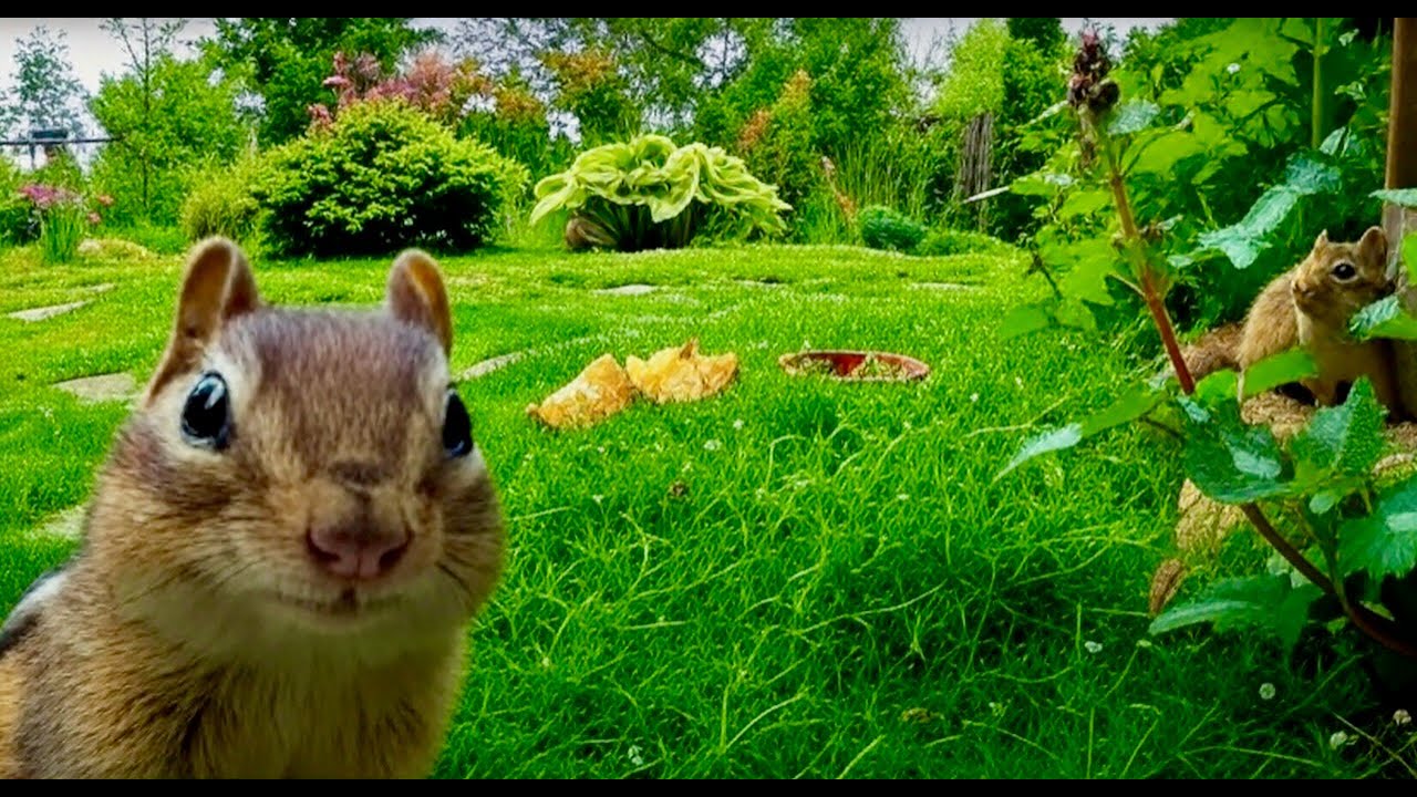 ULTRA-Relaxing Cat TV 🐾 1 Hour of Garden Chipmunks (1 hour HD)
