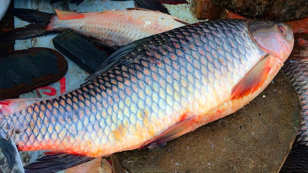 Skinless Rohu Fish Cutting & Slicing Techniques, Big Rohu Fish Cutting Video