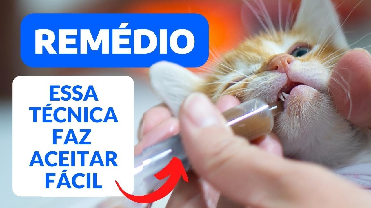 COMO HABITUAR A DAR REMÉDIO PARA GATO FÁCIL, SEM ESTRESSE? | ACOSTUME JÁ CEDO O GATO A TOMAR REMÉDIO