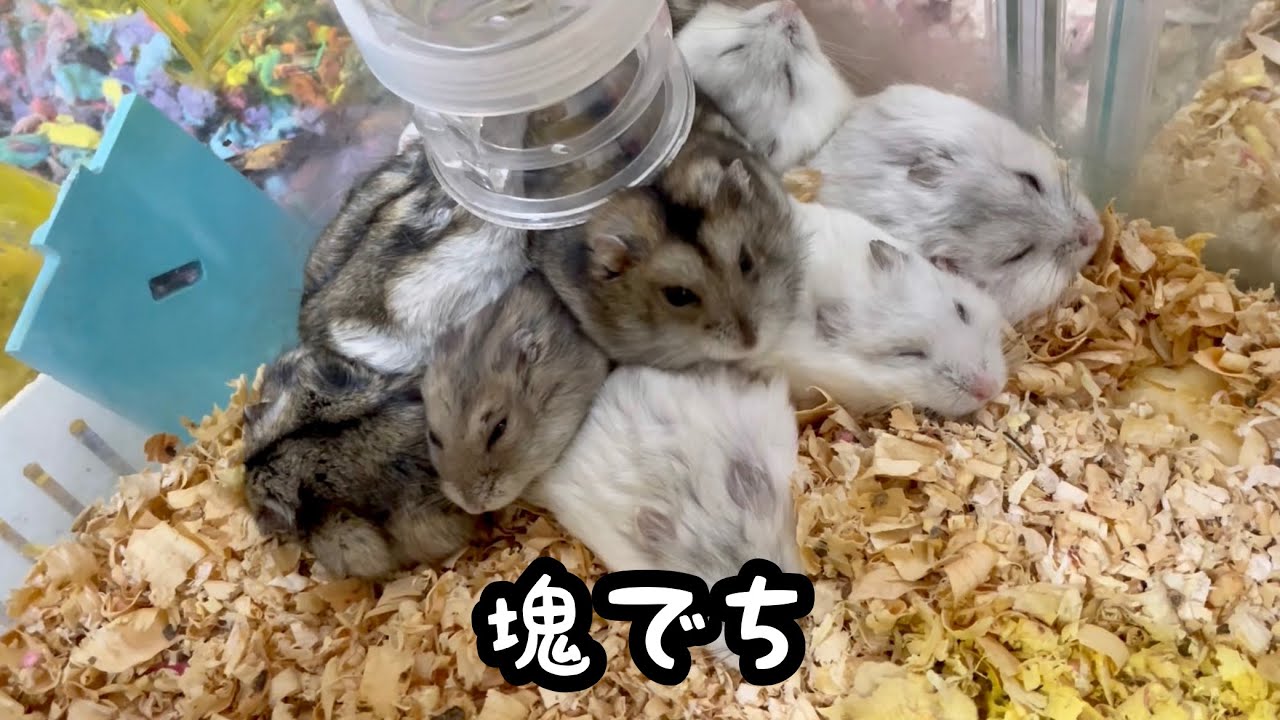 多頭飼いのジャンガリアンハムスターの塊集