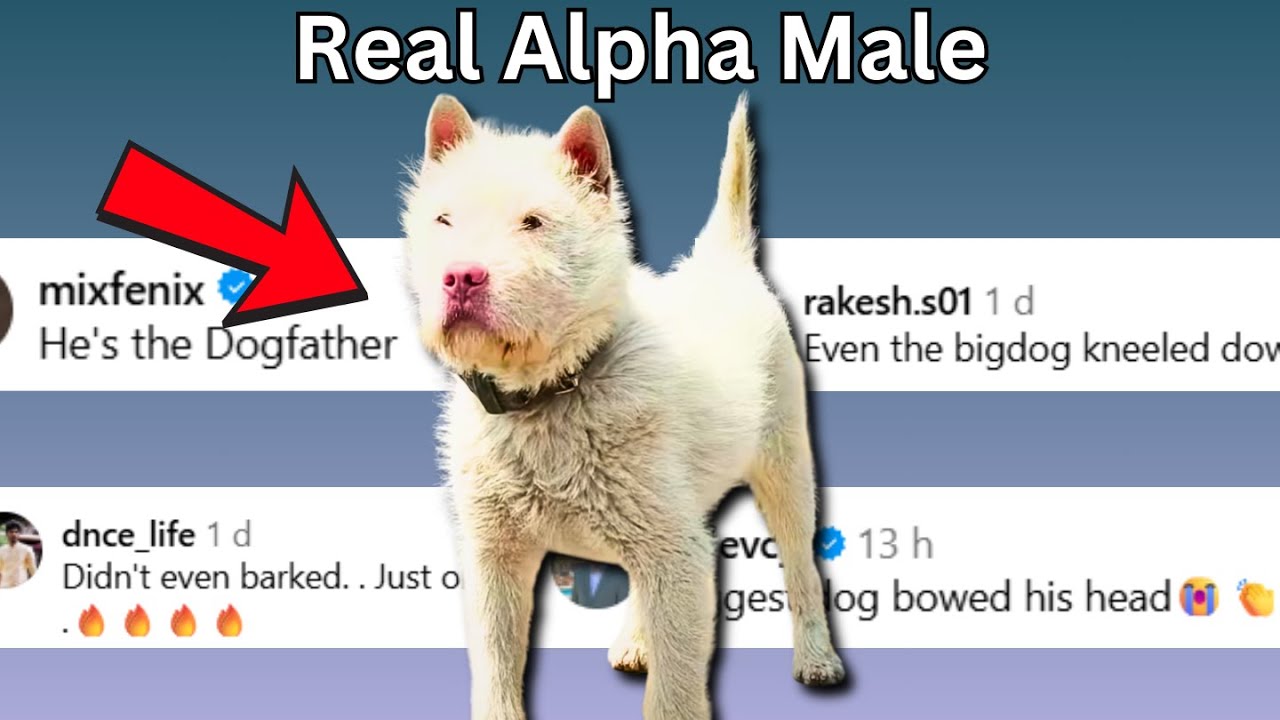 Real Alpha Male | Chat Music