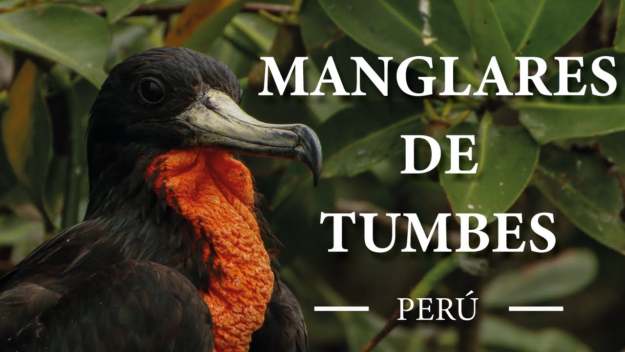 Manglares de Tumbes