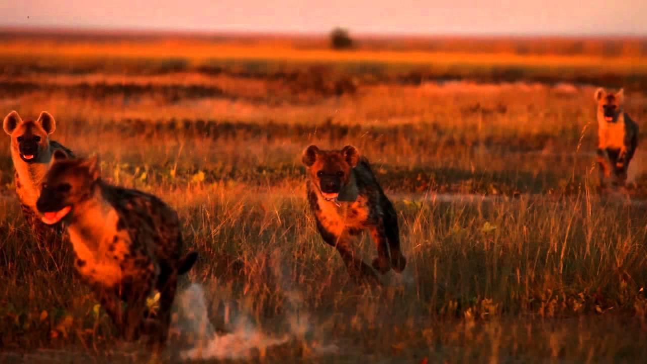 Robin Pope Safaris | Liuwa Plain | Safari Zambia