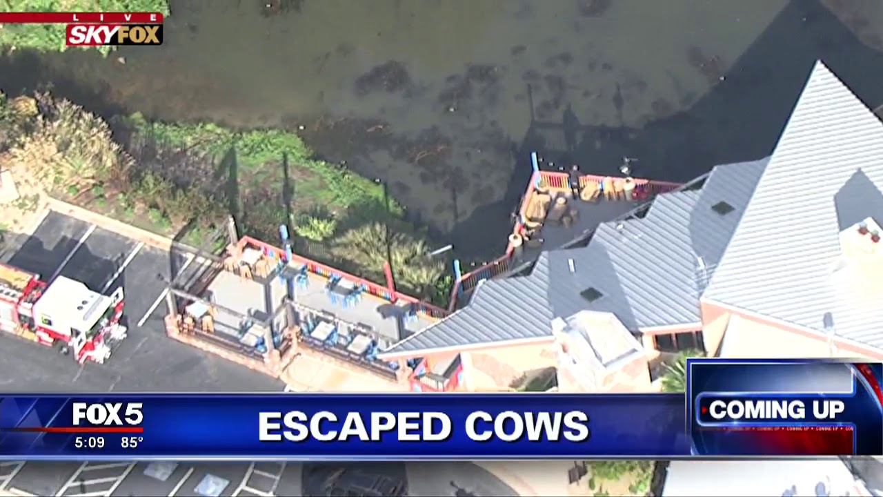 Escaped cow