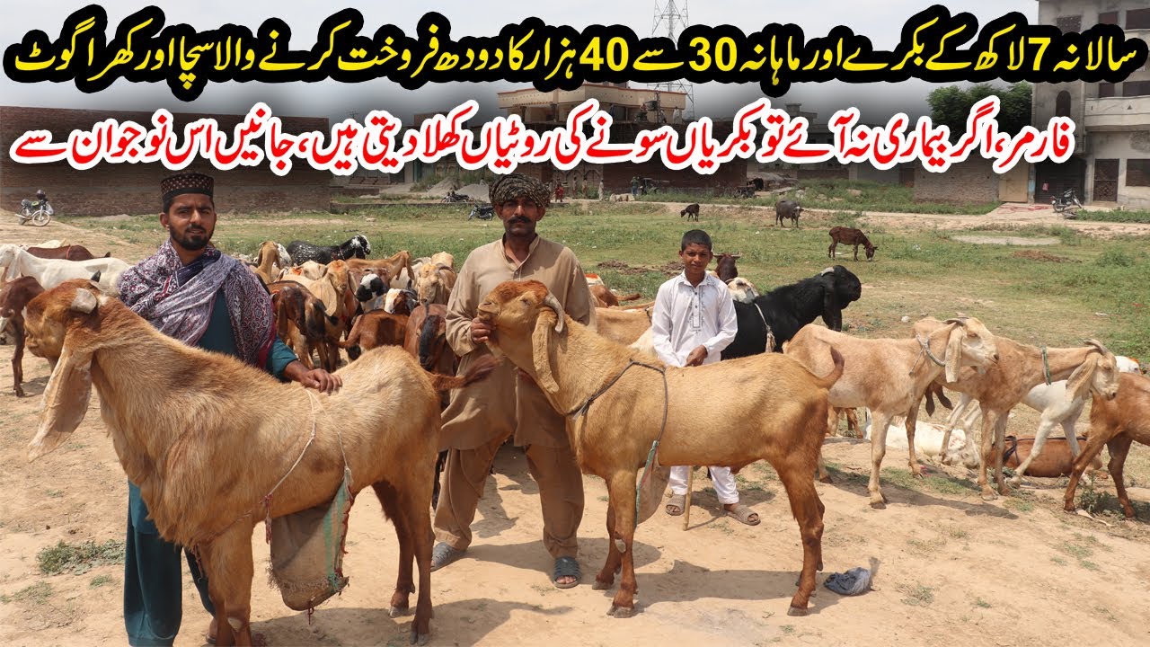 Sialkoti Desi Goats Farming 2020 in Sialkot Pakistan By Mr. Javed