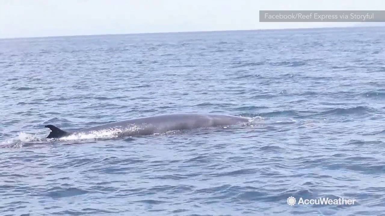 Rare Omura's whale spotted in Great Barrier Reef