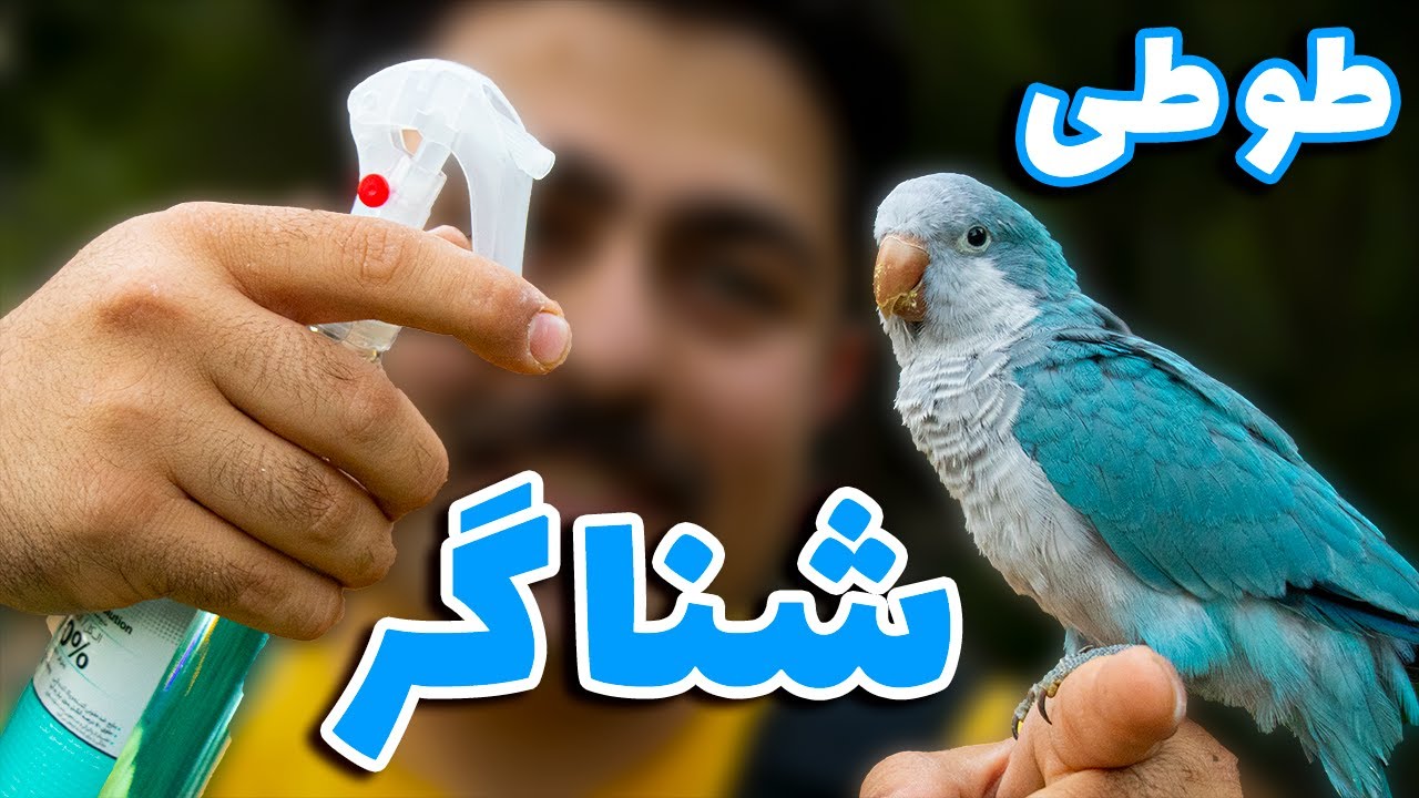 حمام طوطی ها + خشک کردن+ خطرات (باید ها و نباید ها) || How parrots take a bath