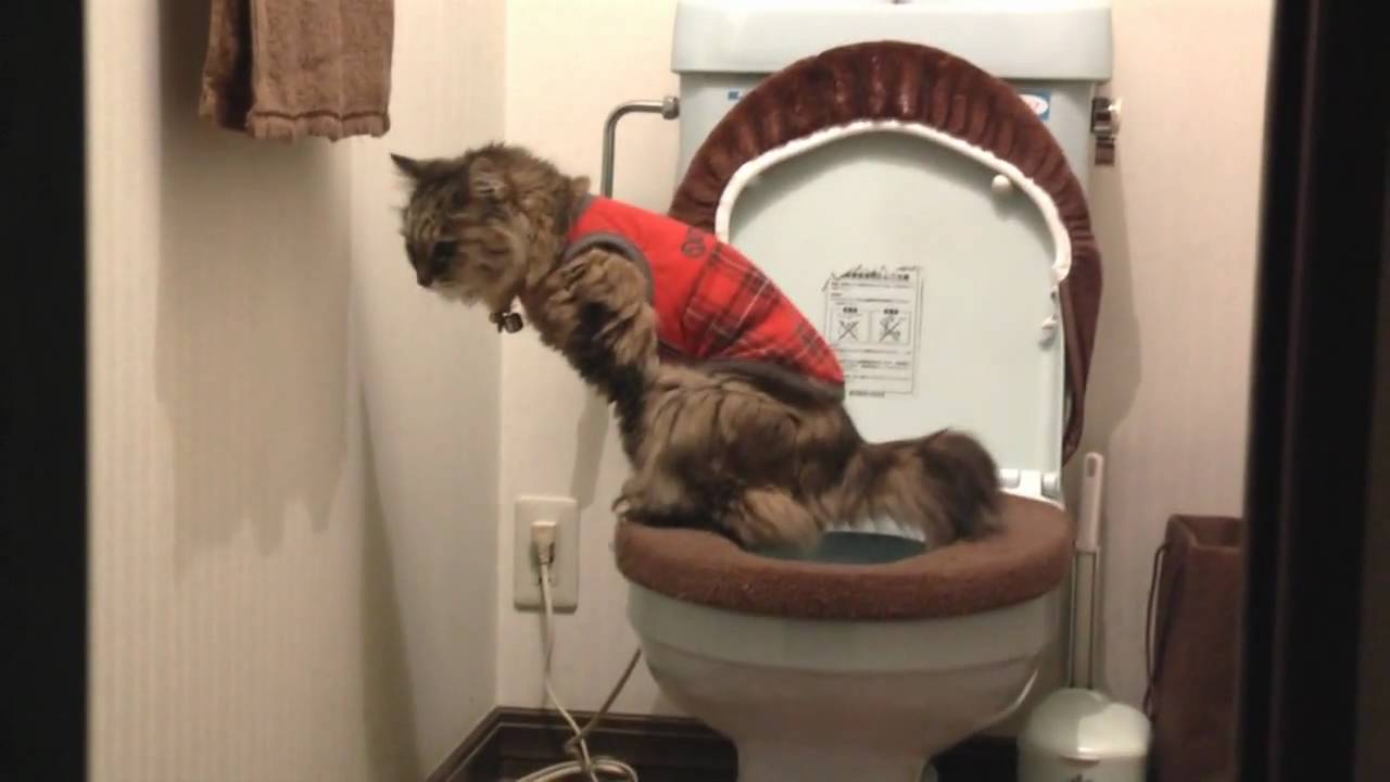 ネコのトイレ風景　Toilet Cat