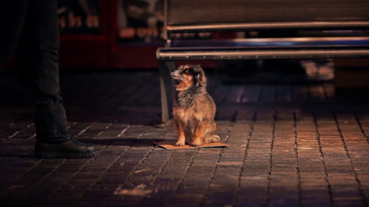 Соціальний ролік про безпритульних тварин (homeless animals)