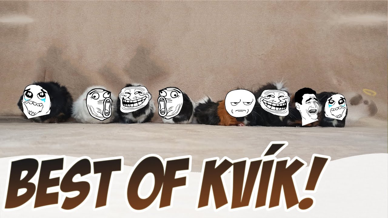 BEST OF KVÍK