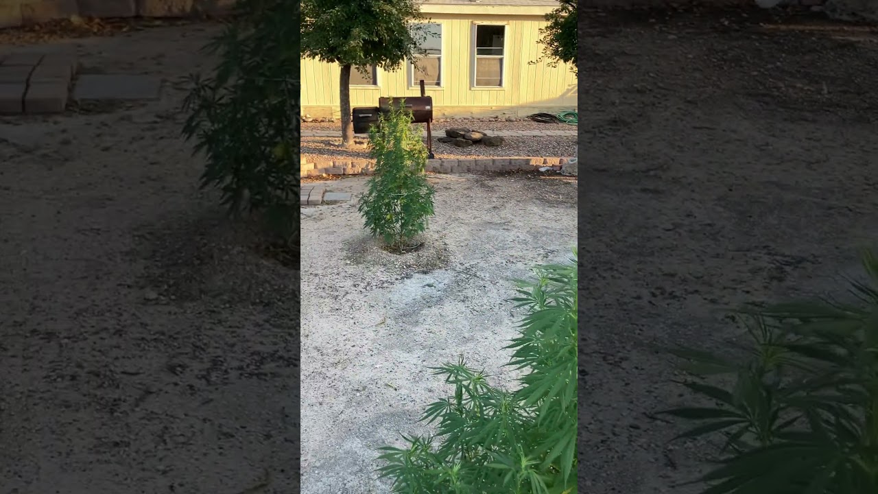 Half the plants are males lmfao #gardening #goodvibes #learning #arizona #beginnergrower