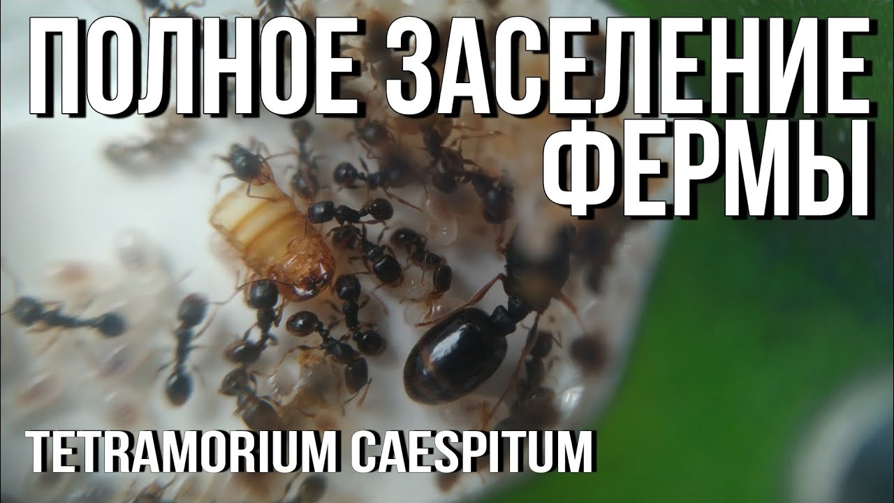 Полный переезд в Ферму // Tetramorium Caespitum.