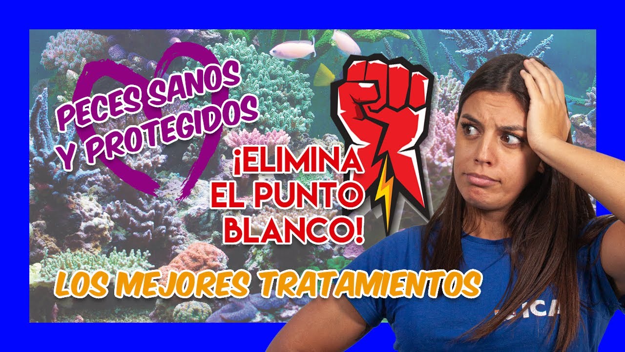 Punto blanco en acuario marino – Cómo curarlo y prevenirlo