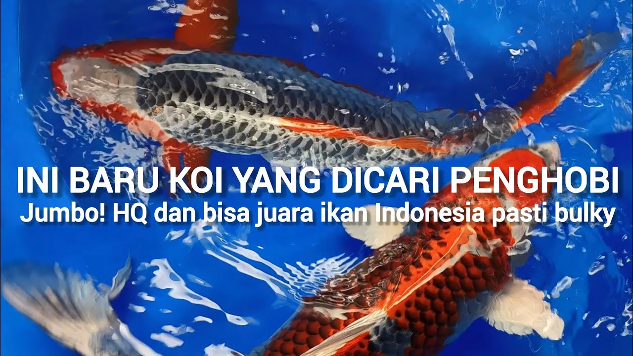 HASILNYA MEMUASKAN ❗ IKAN KOI PENJURIAN ASTRO BLITAR KOI ASAGI & SPECIAL MIX