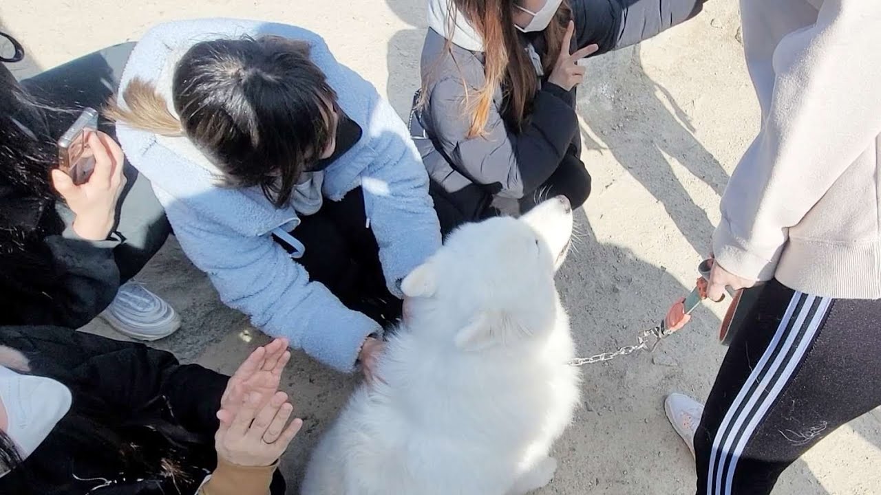 대형견이랑 등산했더니 사람들 반응이 난리났어요..!