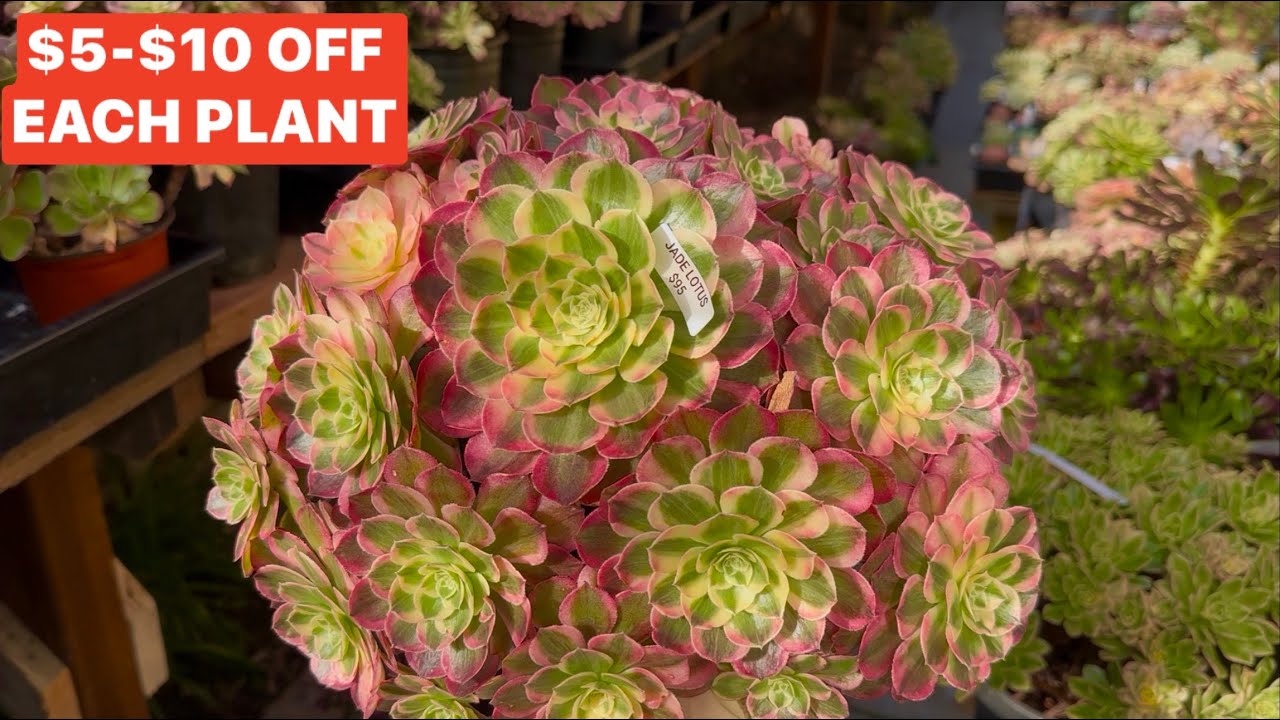 12/15/25 ON SALE $5-$10 OFF FOR EACH SUCCULENT | Lele: 408 883 5495
