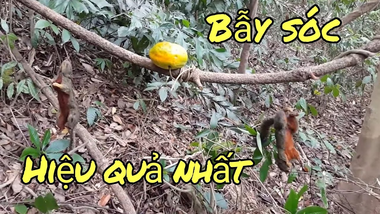 Hướng dẫn làm bẫy sóc sinh tồn đơn giản và hiệu quả | Đông Bắc TV
