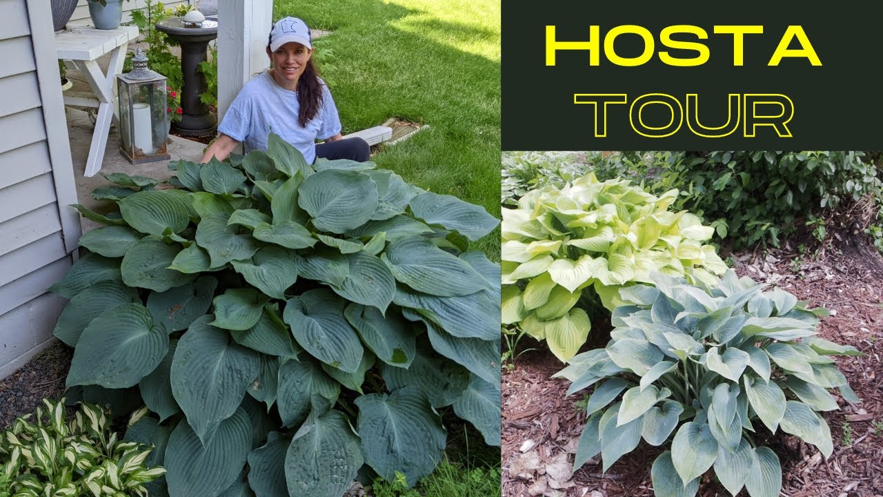 Hosta Tour & shade companion plants | Serenity Now Garden