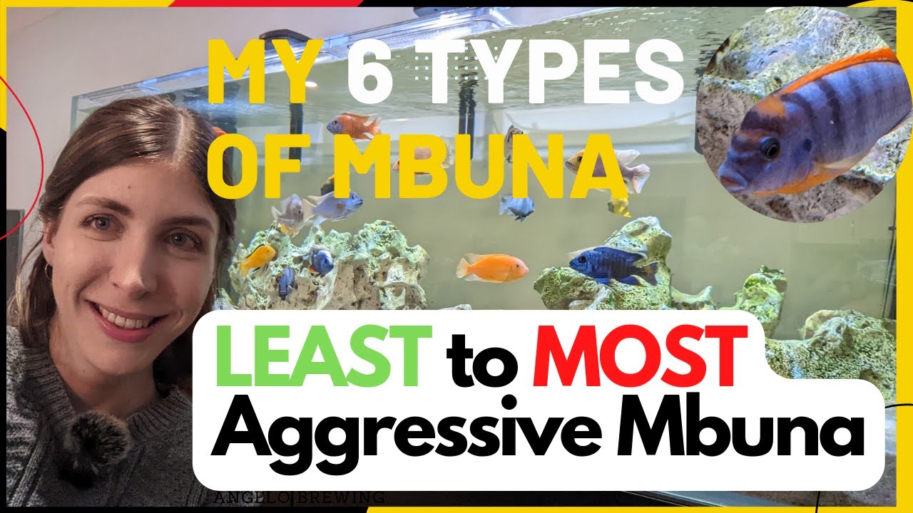 The most peaceful to most aggressive Mbuna in my mixed African Cichlid Tank