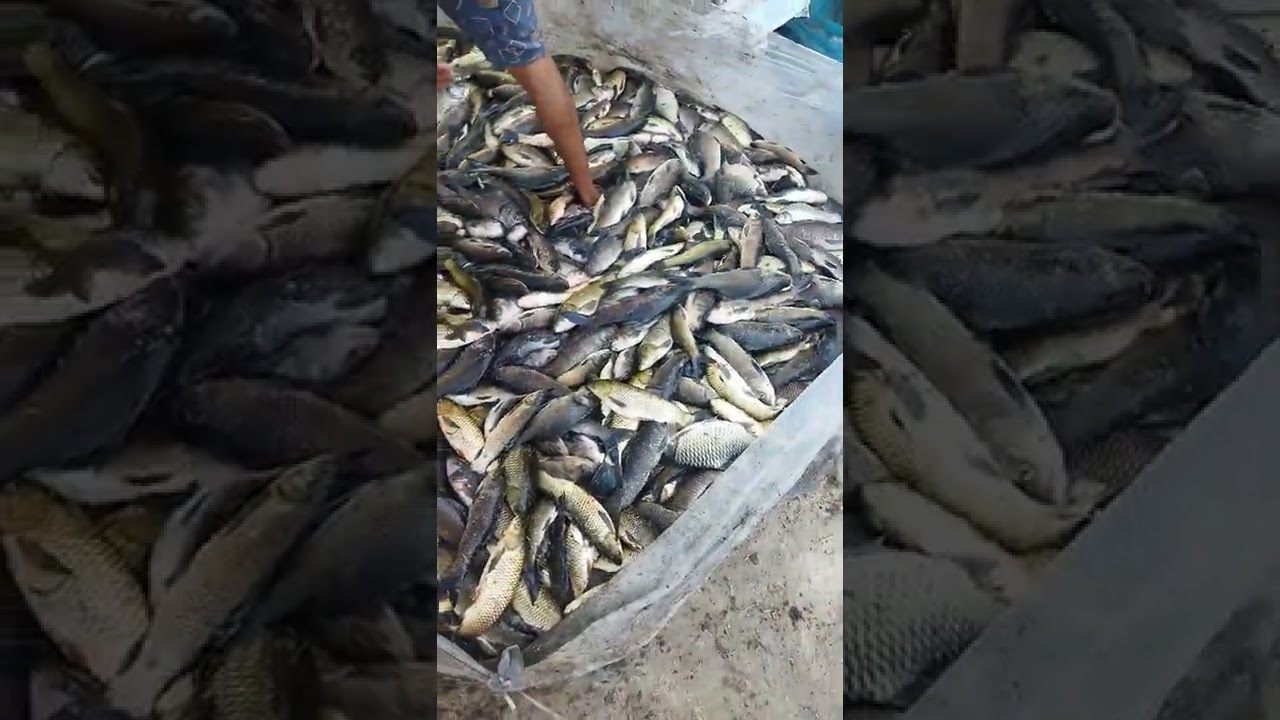 Desi Macha Gnaa Ra Pokhari Macha Bahut Test