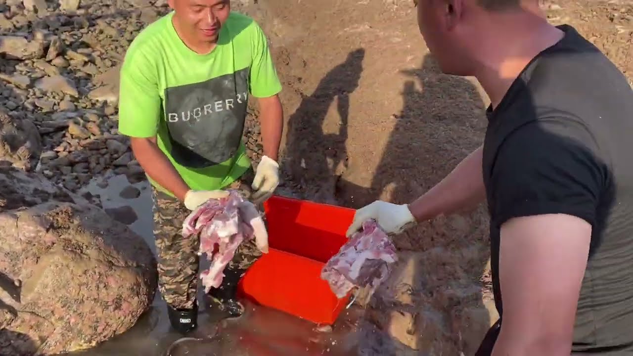 【阿向趕海】價值數千的母豬打窩2000平巨坑抽乾後魚獲爆抓桶高達上百斤