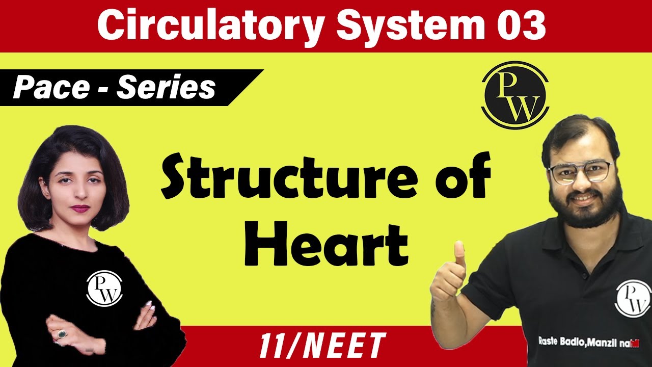 Circulatory System 03 | Structure of Heart  | Class 11 |  NEET