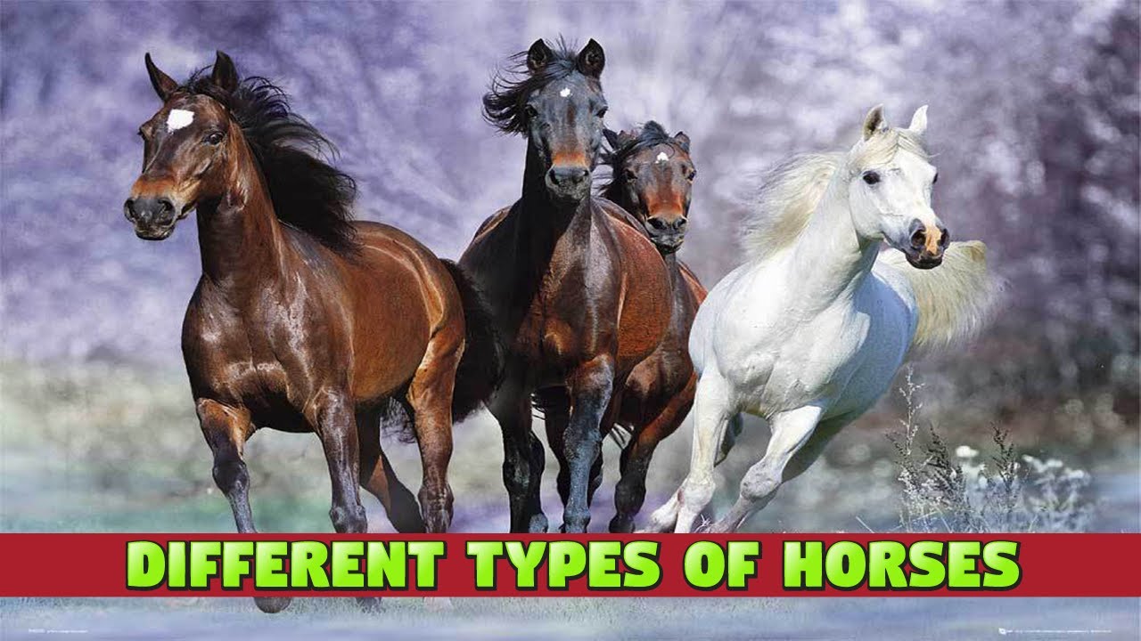 Types of Horses - Kids' Guide about Horses #horses #kidslearning #animalsnameforkids #kiddizoo