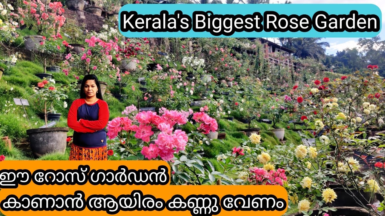 കേരളത്തിന്റെ ഏറ്റവും വലിയ റോസ് ഗാർഡൻ | 10 Rose Care Golden Tips | Kerala's Biggest Rose Garden