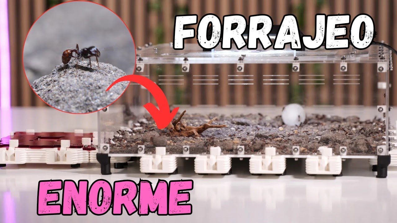 AMPLIAMOS el forrajeo de nuestras HORMIGAS COSECHADORAS. Pogonomyrmex rugosus.