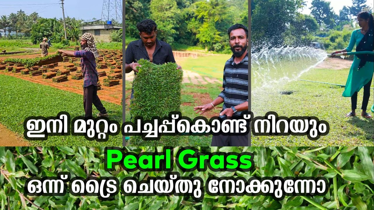 മുറ്റത്ത്‌ പച്ചപ്പ്‌ നിറയ്ക്കണോ ?Pearl Grass വളർത്തിയെടുക്കുന്നത് ഇങ്ങനെ ആണ് Landscaping Pearl Grass